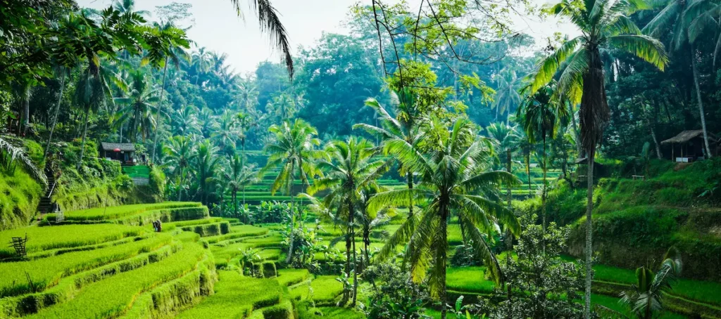 Lush green rice fields in Ubud, Bali, with narrow pathways winding through the terraces, surrounded by tropical trees and traditional Balinese huts under a partly cloudy sky.